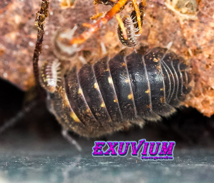 Trichodillidium pubescens