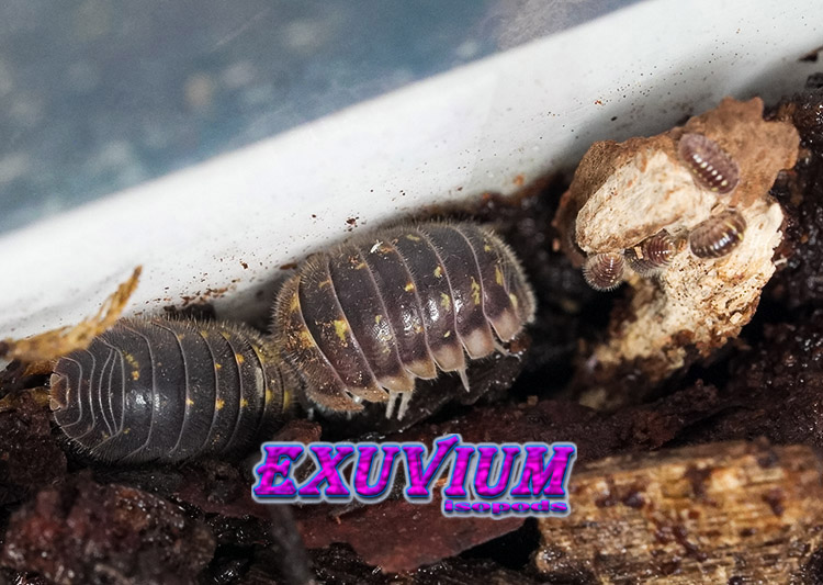 Trichodillidium pubescens