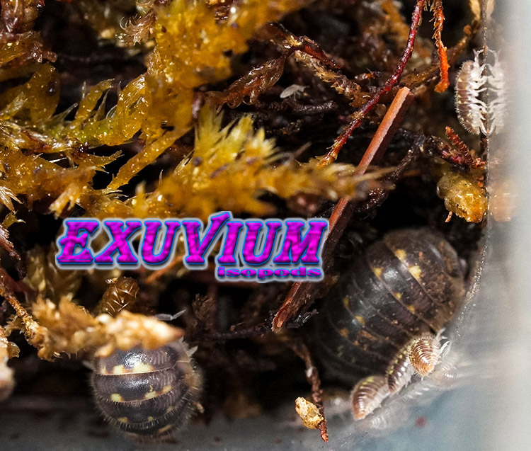 Trichodillidium pubescens isopods