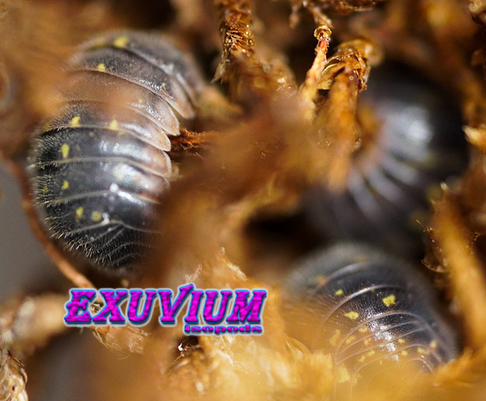 Trichodillidium pubescens adult isopods.