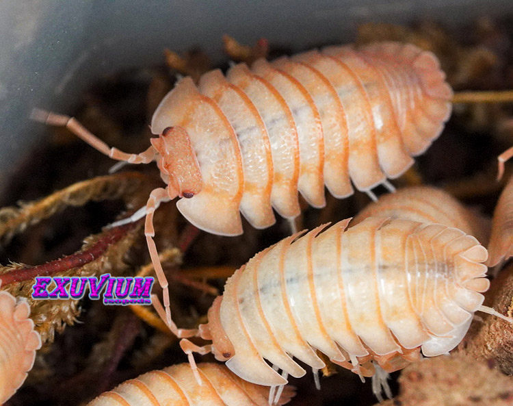 Armadillidium pallasii Orange, Corfu, Pallas's Pill Woodlouse, isopods for sale, in stock, available