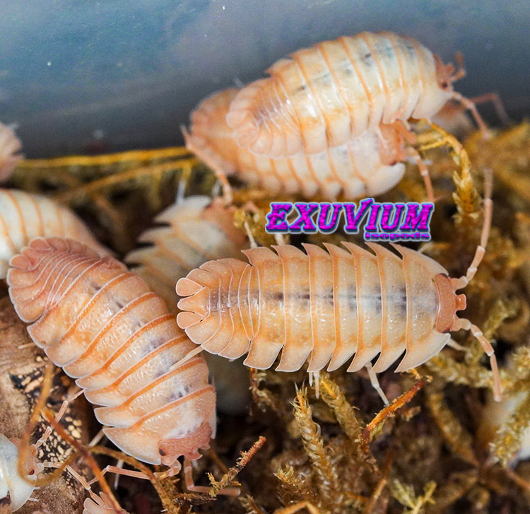 Armadillidium pallasii Orange, Corfu, Pallas's Pill Woodlouse, isopods for sale, in stock, available