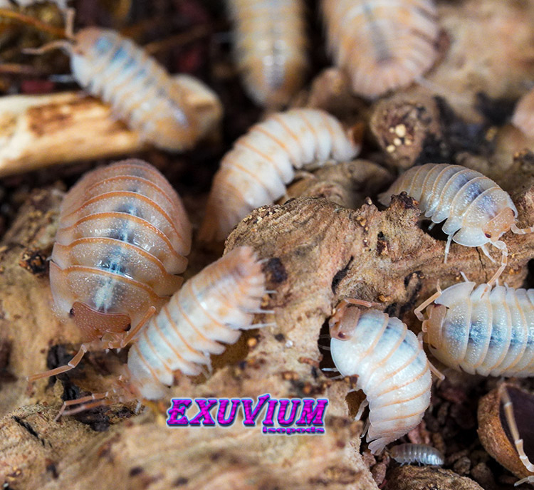 Armadillidium pallasii Orange, Corfu, Pallas's Pill Woodlouse, isopods for sale, in stock, available
