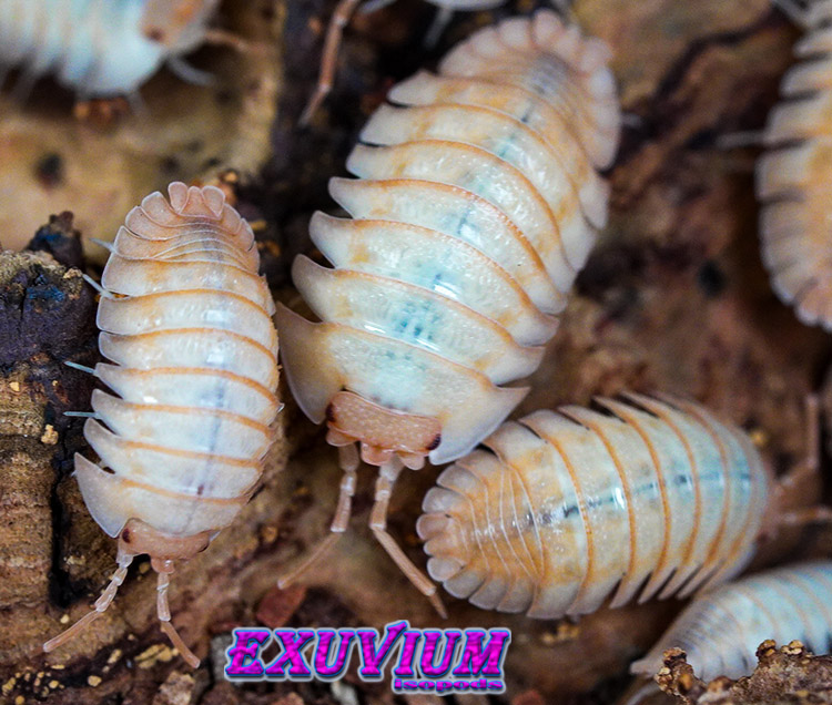 Armadillidium pallasii Orange, Corfu, Pallas's Pill Woodlouse, isopods for sale, in stock, available
