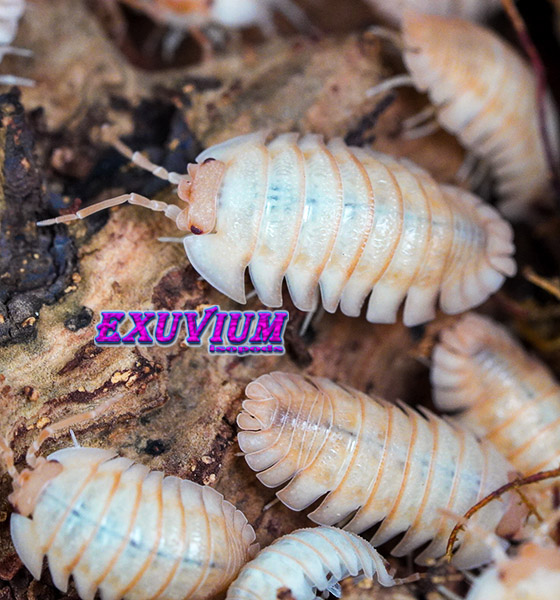 Armadillidium pallasii Orange, Corfu, Pallas's Pill Woodlouse, isopods for sale, in stock, available
