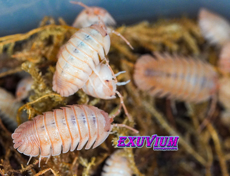 Armadillidium pallasii Orange, Corfu, Pallas's Pill Woodlouse, isopods for sale, in stock, available