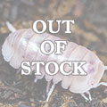 Armadillo officinalis Pink Dalmatian isopod