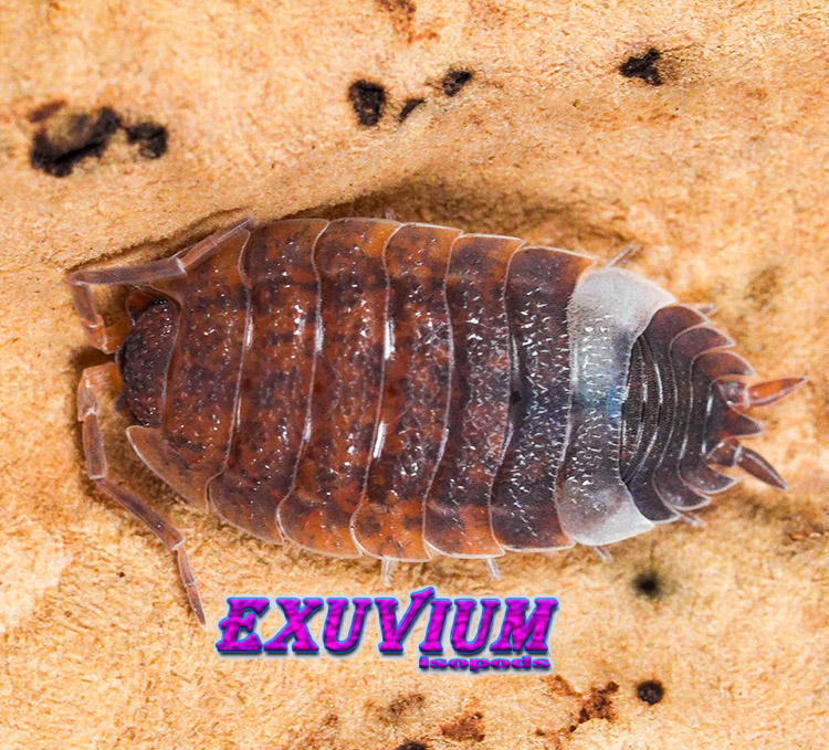 Porcellio scaber Skewbald Tri, isopods for sale, in stock, available