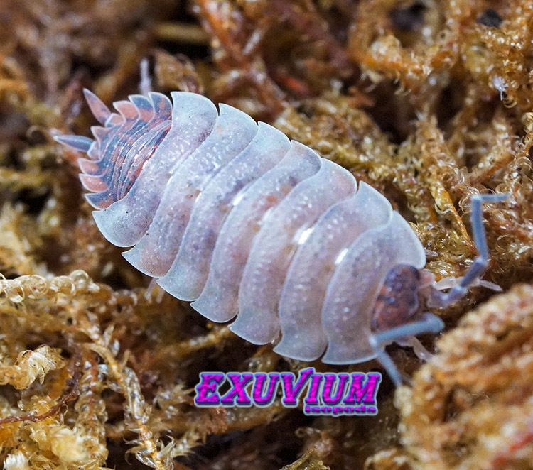 Porcellio scaber Skewbald Tri, isopods for sale, in stock, available