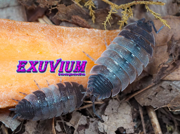 Porcellio scaber Skewbald Tri, isopods for sale, in stock, available