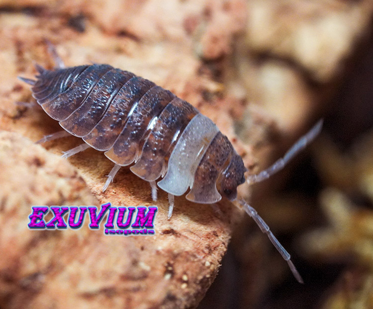 Porcellio scaber Skewbald Tri, isopods for sale, in stock, available