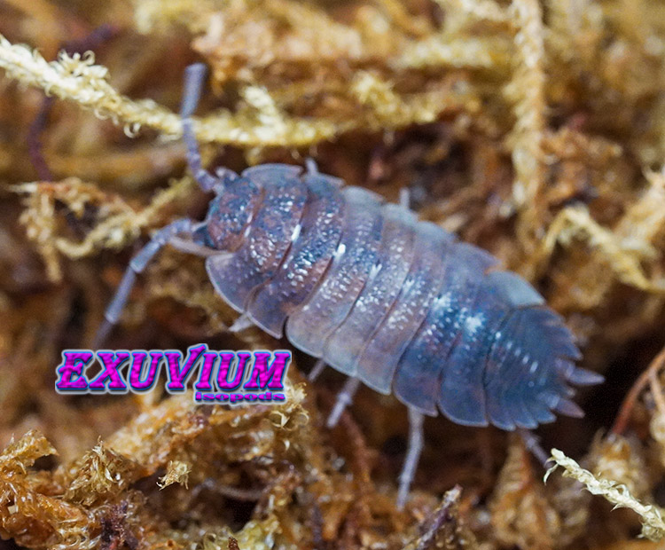Porcellio scaber Skewbald Tri, isopods for sale, in stock, available