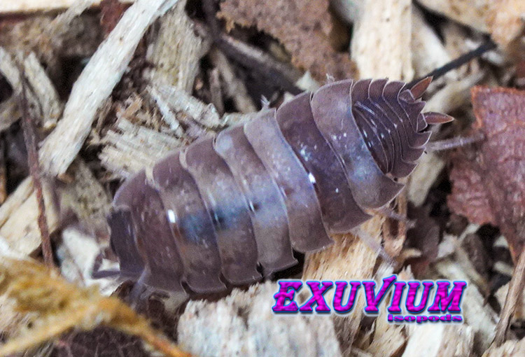 Porcellio scaber Skewbald Tri, isopods for sale, in stock, available