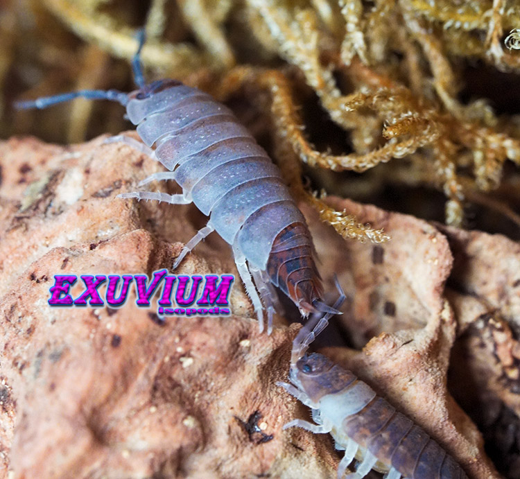 Porcellio scaber Skewbald Tri, isopods for sale, in stock, available