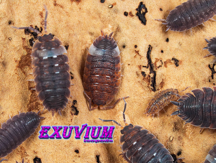 Porcellio scaber Skewbald Tri, isopods for sale, in stock, available