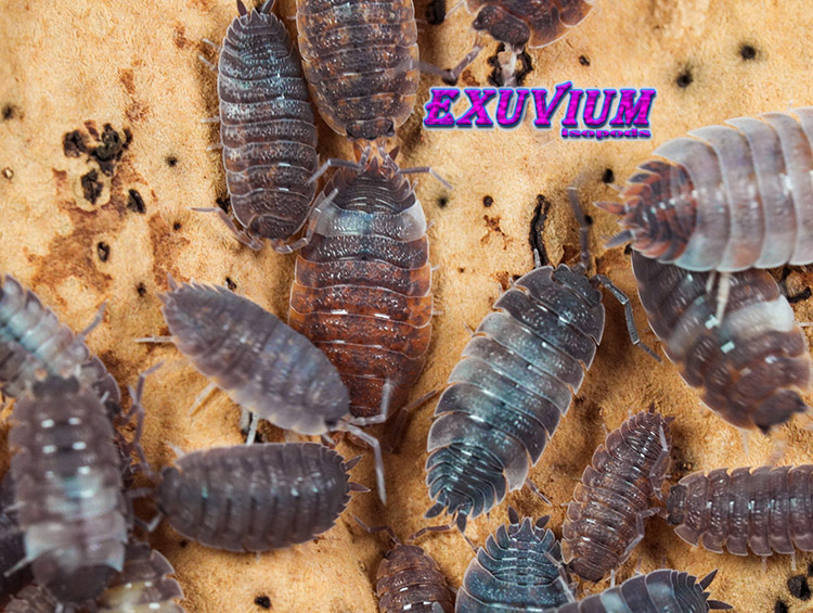 Porcellio scaber Skewbald Tri, isopods for sale, in stock, available