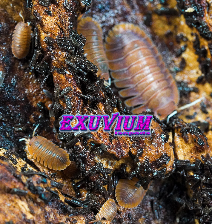 Troglodillo spec Vex, isopods for sale, in stock, available