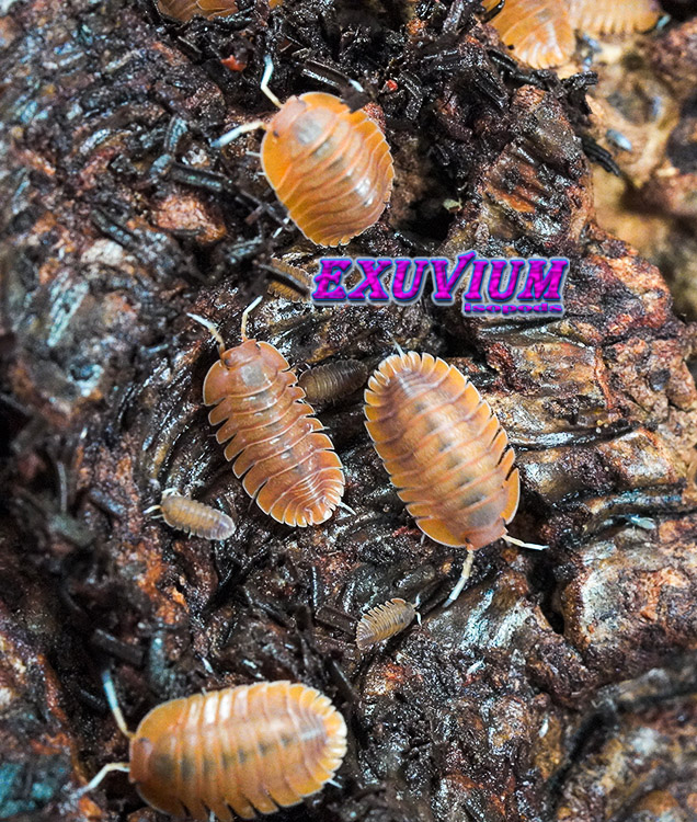 Troglodillo spec Vex, isopods for sale, in stock, available
