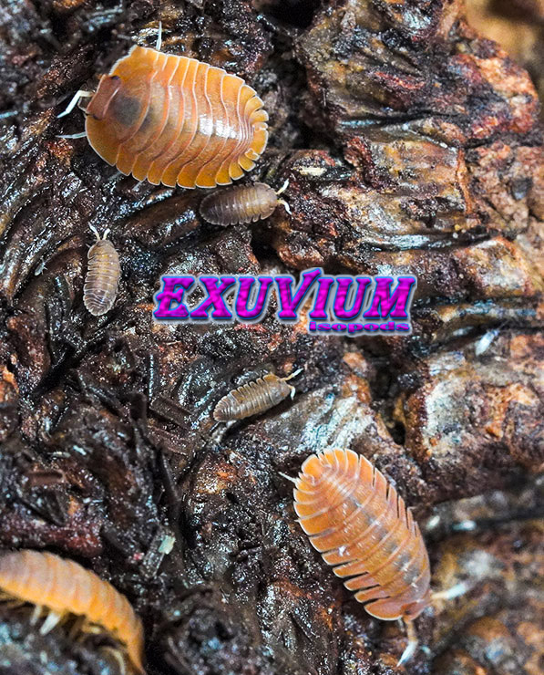 Troglodillo spec Vex, isopods for sale, in stock, available