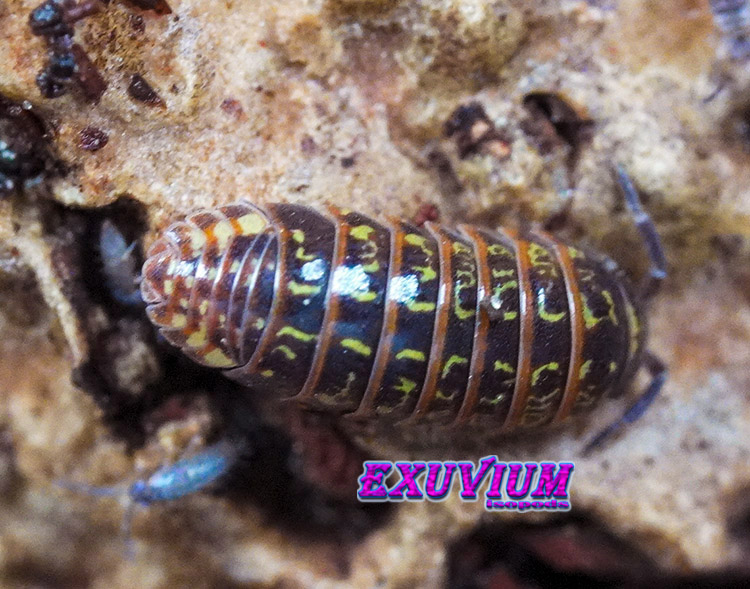 Armadillidium pulchellum, Beautiful Pill Woodlouse, isopods for sale, in stock, available
