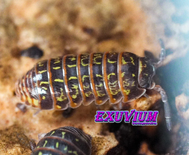 Armadillidium pulchellum, Beautiful Pill Woodlouse, isopods for sale, in stock, available
