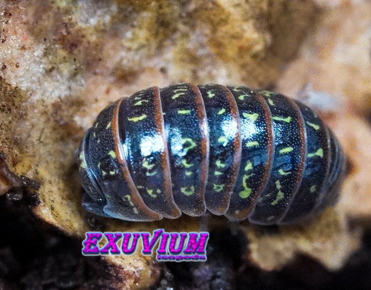 Armadillidium pulchellum, Beautiful Pill Woodlouse, isopods for sale, in stock, available