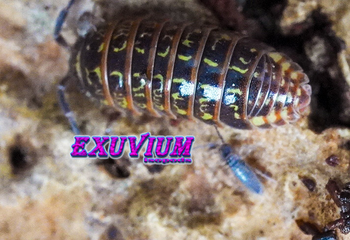 Armadillidium pulchellum, Beautiful Pill Woodlouse, isopods for sale, in stock, available