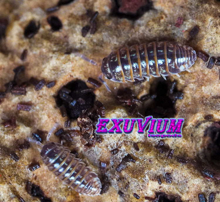 Armadillidium pulchellum, Beautiful Pill Woodlouse, isopods for sale, in stock, available