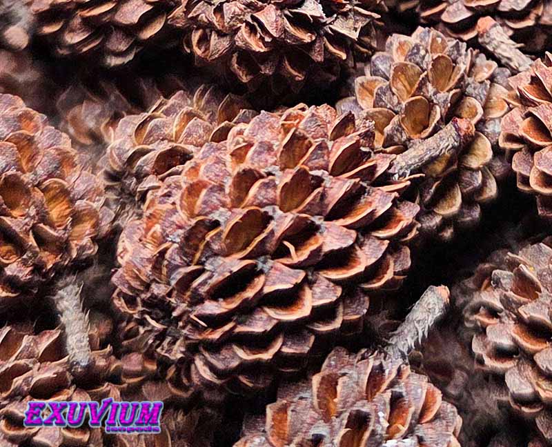 Casuarina Cones, for isopods, millipedes, roaches and other invertebrates. Serves like a nursery for mancae and small millipedes and roaches.