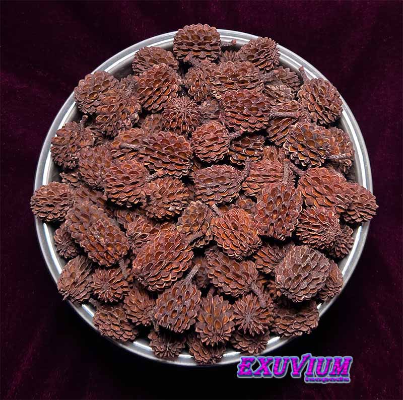 Casuarina Cones, for isopods, millipedes, roaches and other invertebrates. Serves like a nursery for mancae and small millipedes and roaches.