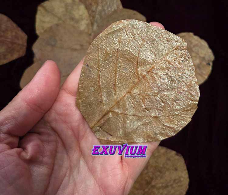 A single catappa leaf on my hand, which is a natural food for detritivores, like isopods, millipedes, roaches.
