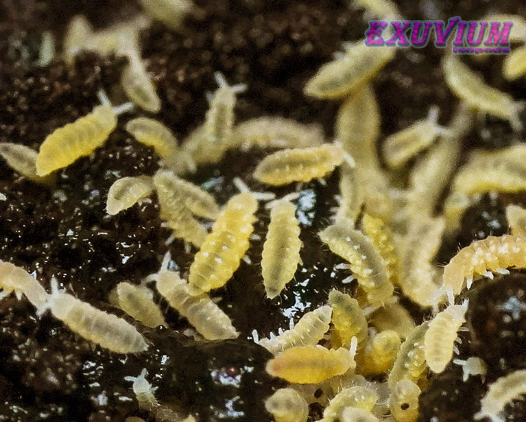 Ceratophysella isabellae Yellow, albino springtails for sale, available, in stock