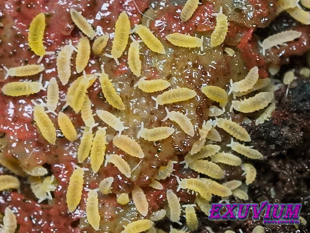Ceratophysella isabellae Yellow, albino springtails for sale, available, in stock