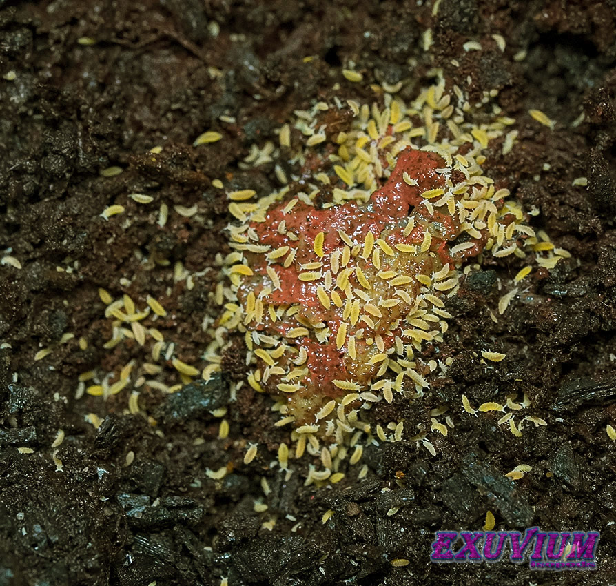 Ceratophysella isabellae Yellow, albino springtails for sale, available, in stock