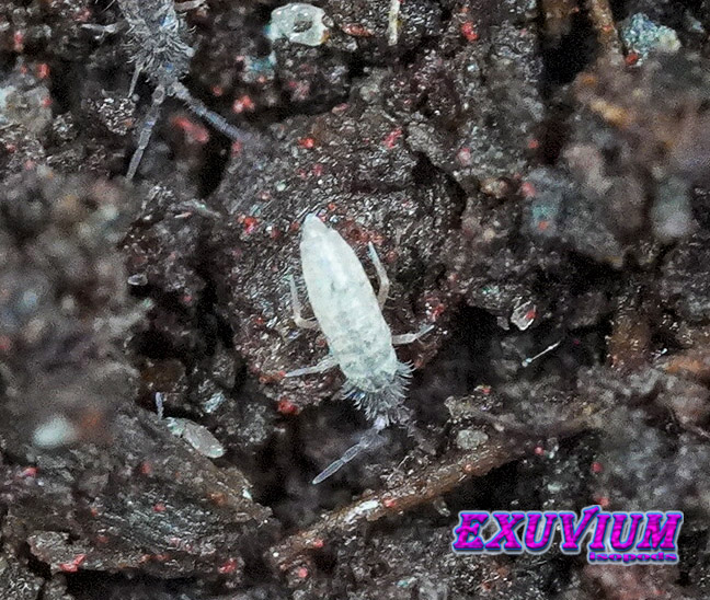 Tomocerus minor springtails, in stock, available, for sale