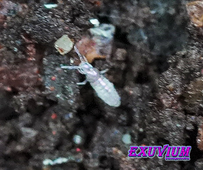 Tomocerus minor springtails, in stock, available, for sale