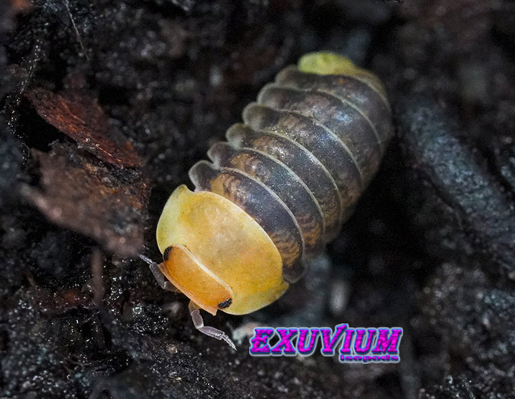 Cubaris spec Helios, isopods for sale, in stock, available