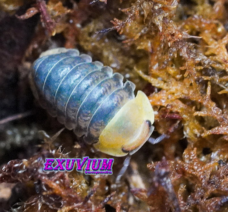 Macro shot of a Cubaris sp. Helios isopod showing its glossy slate-blue-black segments and bright yellow head shield on damp moss.