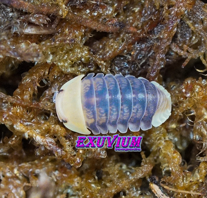 Cubaris spec Helios, isopods for sale, in stock, available