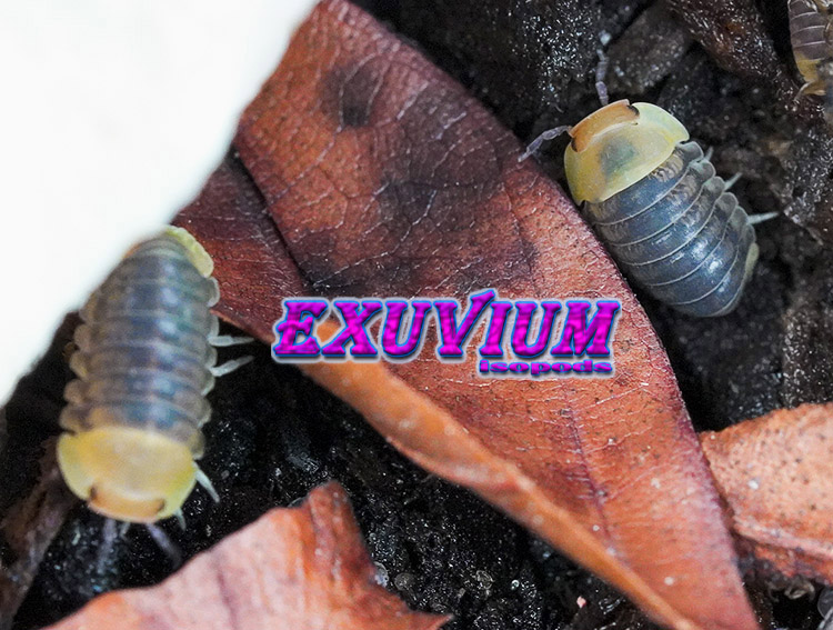 Cubaris spec Helios, isopods for sale, in stock, available