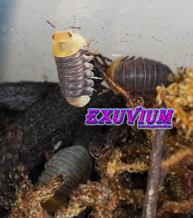 Cubaris spec Helios, isopods for sale, in stock, available