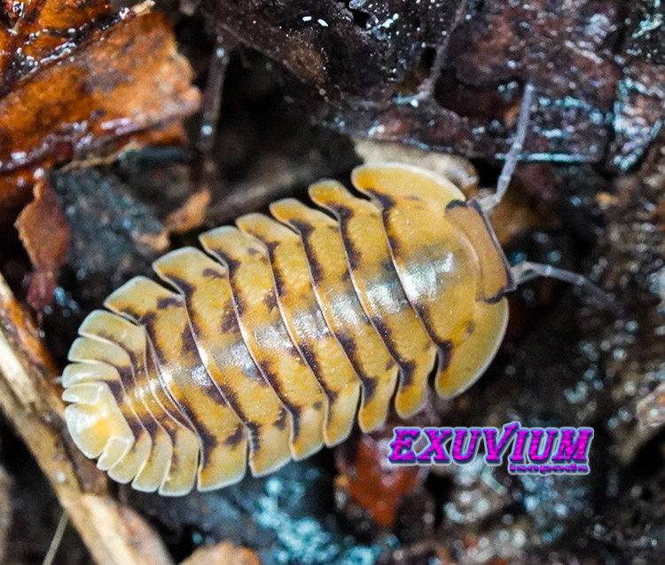 Cubaris spec Honeymoon Tiger, Yellow Tiger, isopods for sale, in stock, available