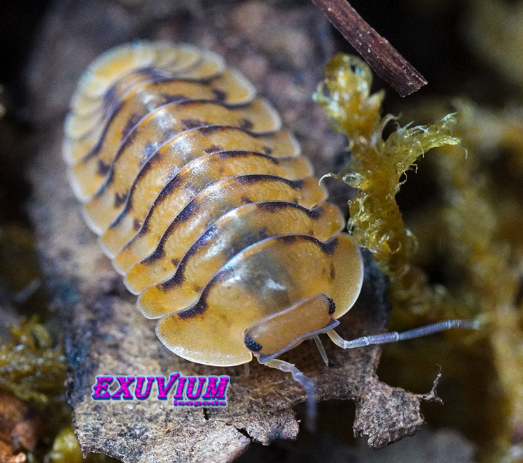 Cubaris spec Honeymoon Tiger, Yellow Tiger, isopods for sale, in stock, available