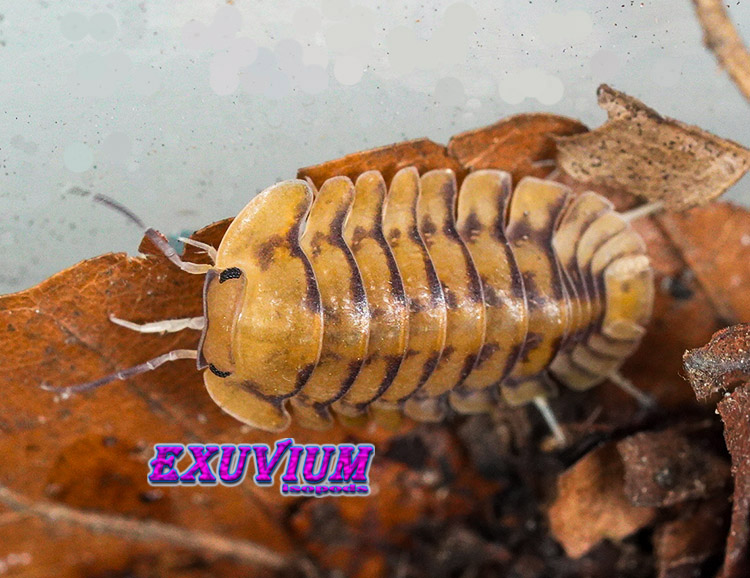 Cubaris spec Honeymoon Tiger, Yellow Tiger, isopods for sale, in stock, available