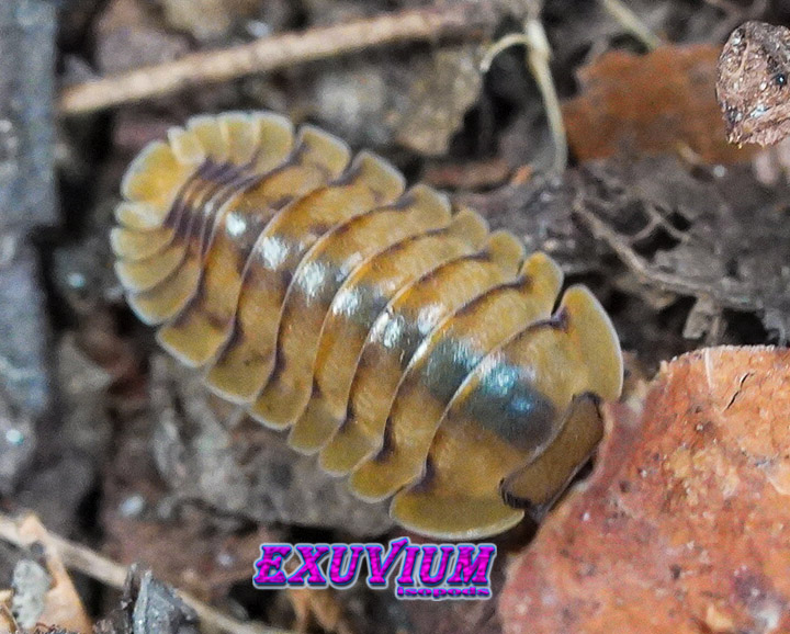 Cubaris spec Honeymoon Tiger, Yellow Tiger, isopods for sale, in stock, available