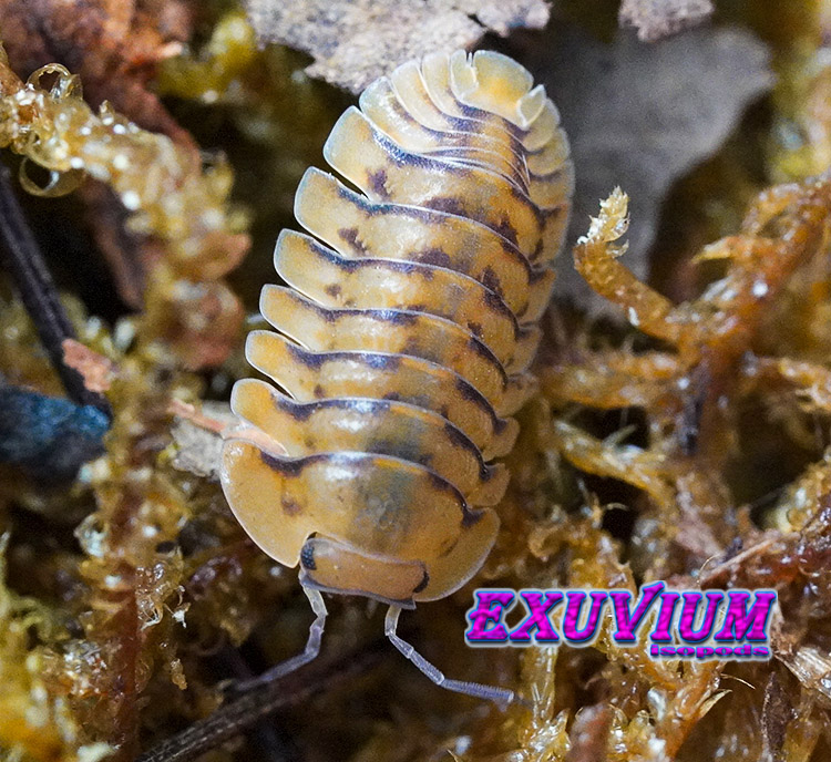 Cubaris spec Honeymoon Tiger, Yellow Tiger, isopods for sale, in stock, available
