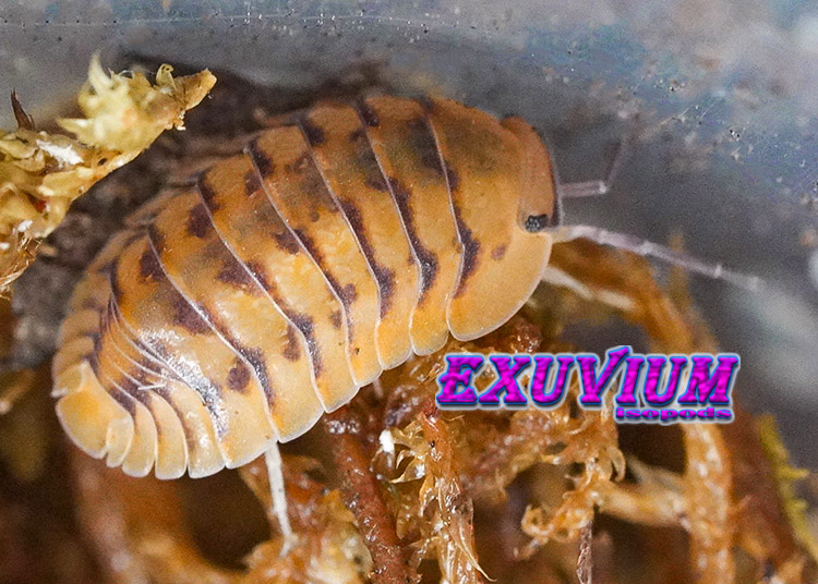 Cubaris spec Honeymoon Tiger, Yellow Tiger, isopods for sale, in stock, available