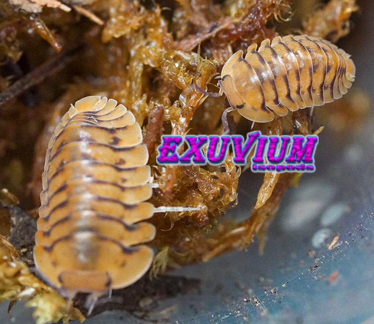 Cubaris spec Honeymoon Tiger, Yellow Tiger, isopods for sale, in stock, available