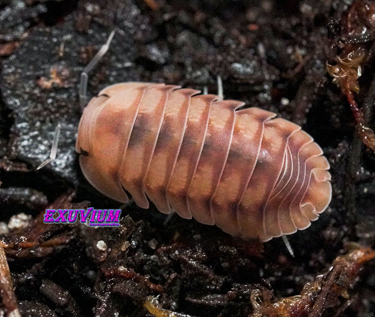 Cubaris spec Iceflower, isopods for sale, in stock, available