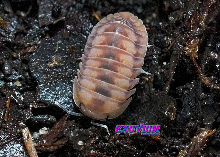 Cubaris spec Iceflower, isopods for sale, in stock, available